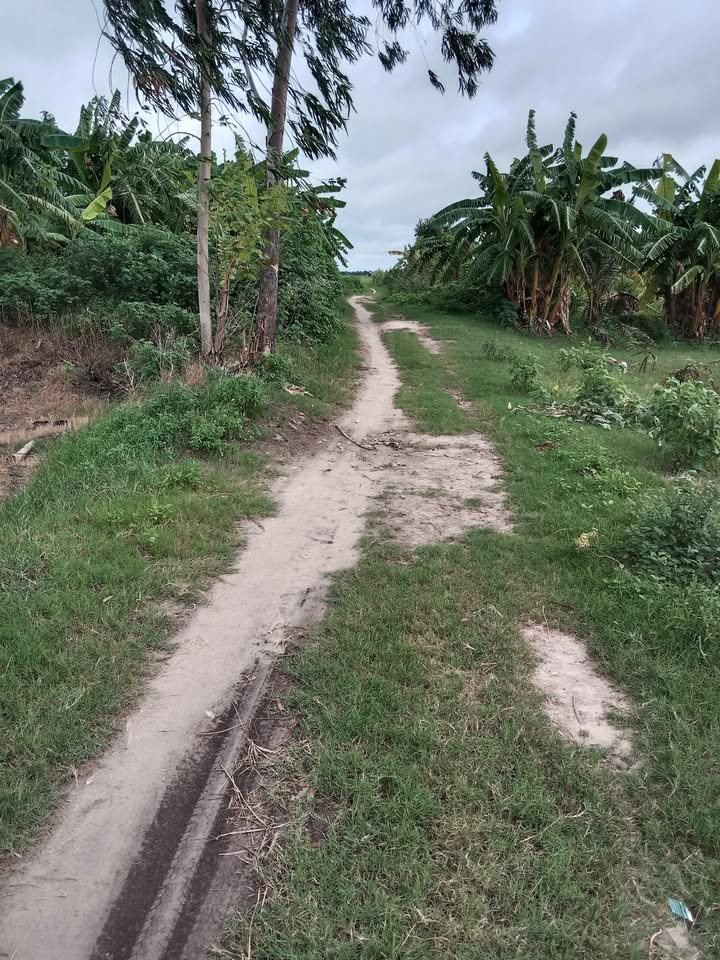 Đất nông nghiệp 28 công tại An Phước, Đồng Tháp giá chỉ 110 triệu - Cơ hội đầu tư tuyệt vời!