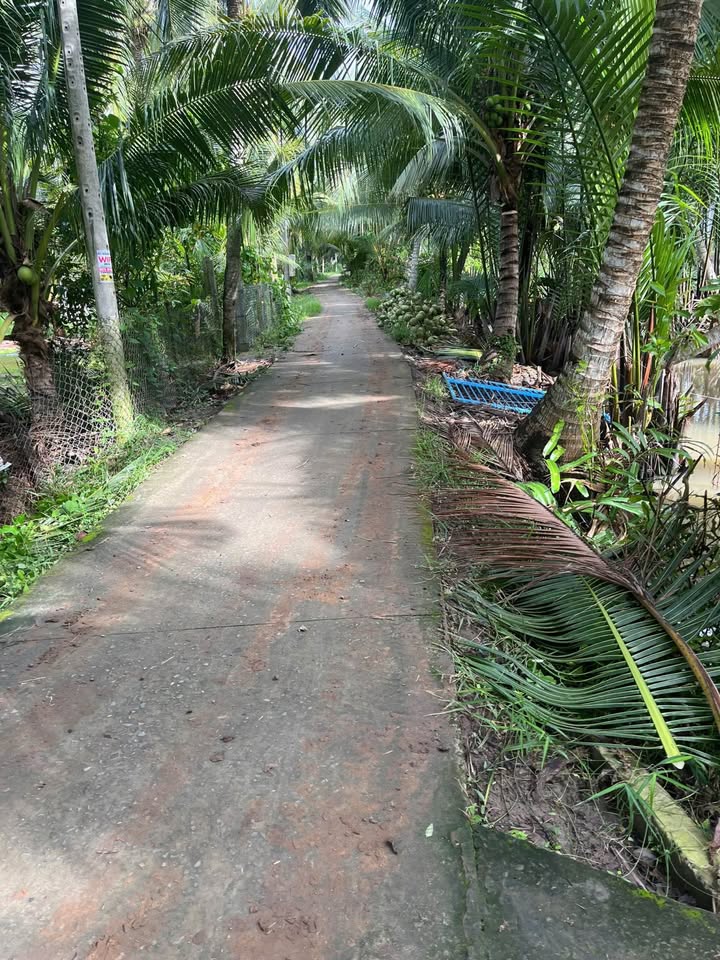 Đất nền Bình Hoà, Giồng Trôm 2477m² - Ô tô vào tận nơi, thu lợi từ cây trái!