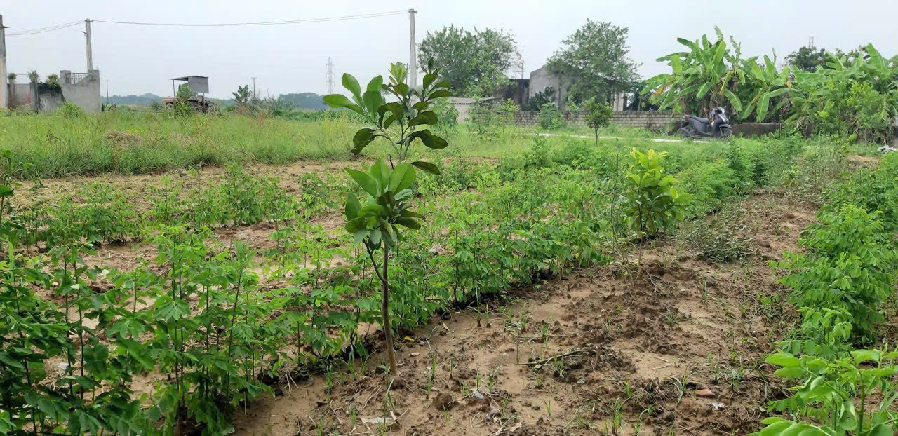 Đất thổ cư chính chủ thôn Đức Tiến, Hoằng Hợp 617m² giá chỉ 2.463 tỷ - Cơ hội đầu tư hấp dẫn!