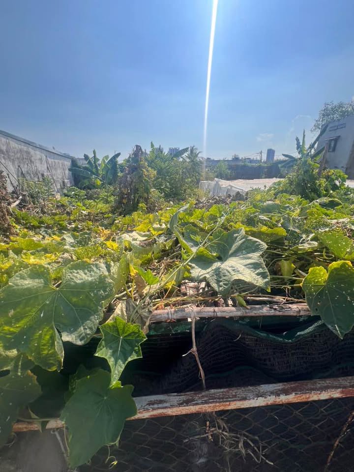 Đất nền Phú Thuận 400m² giá 18 tỷ - Ngang khủng 22m, sổ hồng riêng!