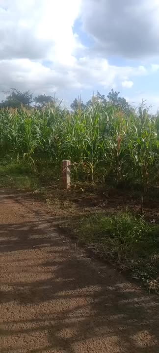 Đất thổ cư 5400m² tại Thôn 11, xã Ea Ning chỉ 348 triệu - Đầu tư sinh lời hấp dẫn!