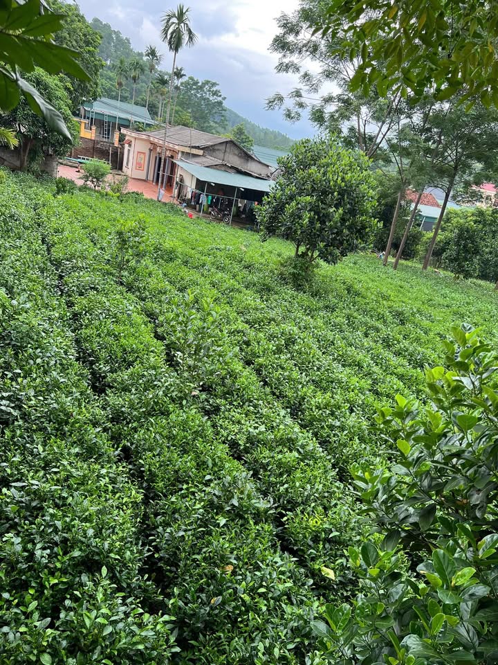 Đất nền 1200m² tại Ba Trại, Ba Vì - Sổ đỏ chính chủ, giá thỏa thuận!