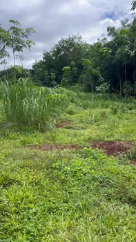 Farm 1ha1 tại Lộc An, Long Thành - Giá chỉ 1.3 tỷ, phù hợp trồng sầu riêng!