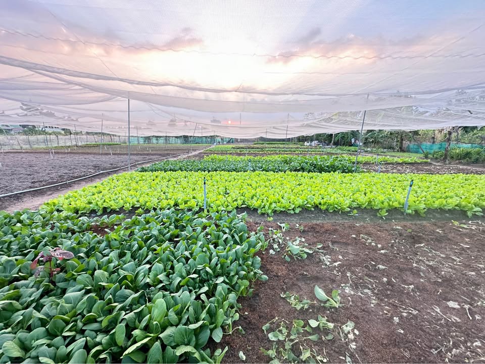 Đất nền Mỹ Xuân 100m² giá chỉ 300 triệu - Pháp lý rõ ràng, không quy hoạch!