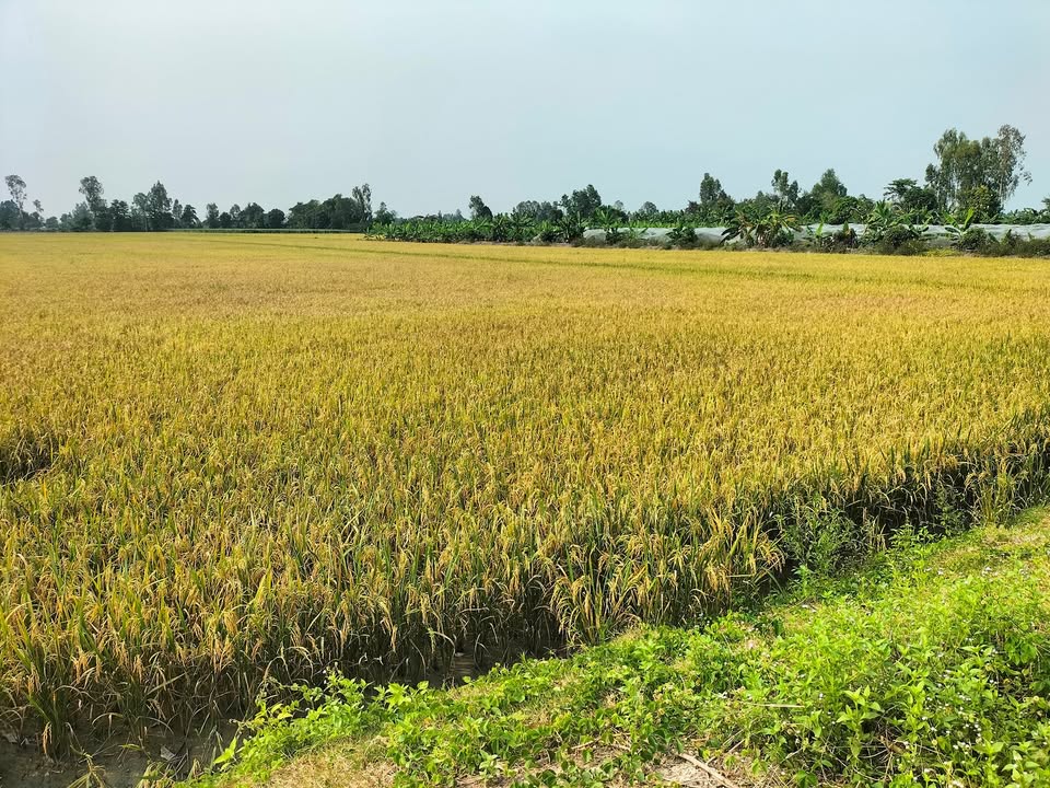 Đất ruộng 18.104m² mặt tiền đường nước tại Vĩnh Chánh - Giá chỉ 1 tỷ!