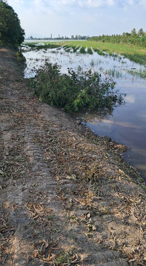 Đất 4,5 công Óc Eo, Thoại Sơn - Giá chỉ 652.5 triệu - Sổ hồng chính chủ!