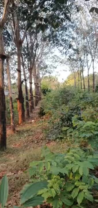 Đất cao su 1ha Đồng Nơ, Bù Đăng giá chỉ 530 triệu - Cơ hội đầu tư tuyệt vời!