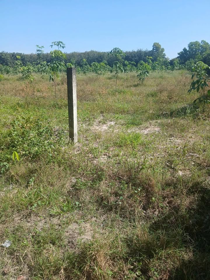 Đất nền Tiên Thuận Bến Cầu 14.000m² giá 2.1 tỷ - Sổ đỏ chính chủ!