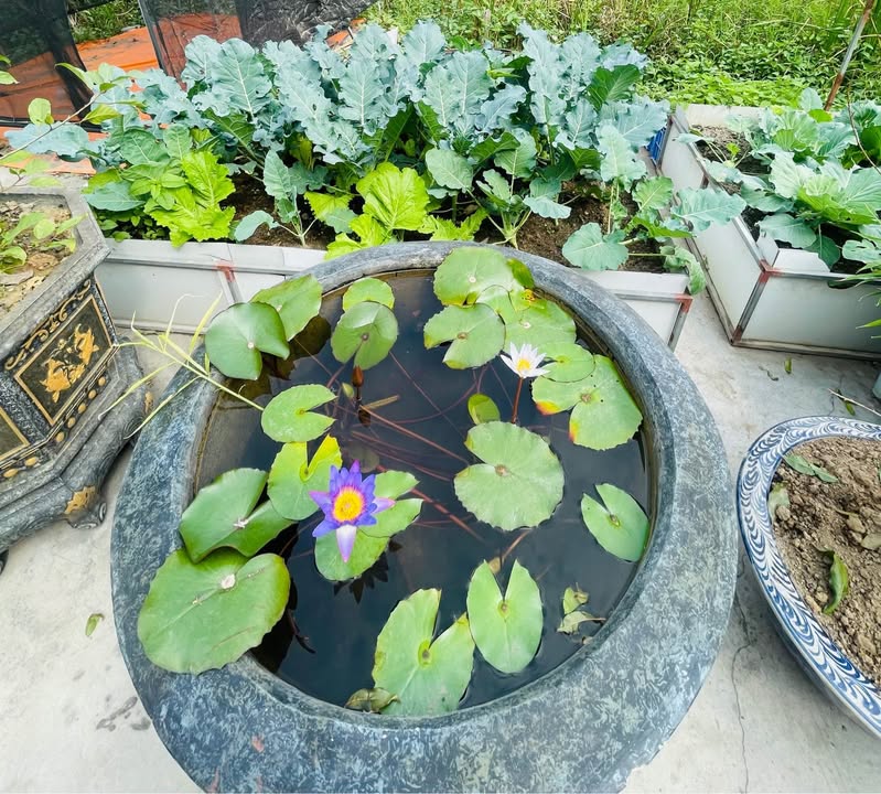 Đất nền khu vực Đa Phúc Dương Kinh 41m² - Chính chủ bán gấp!