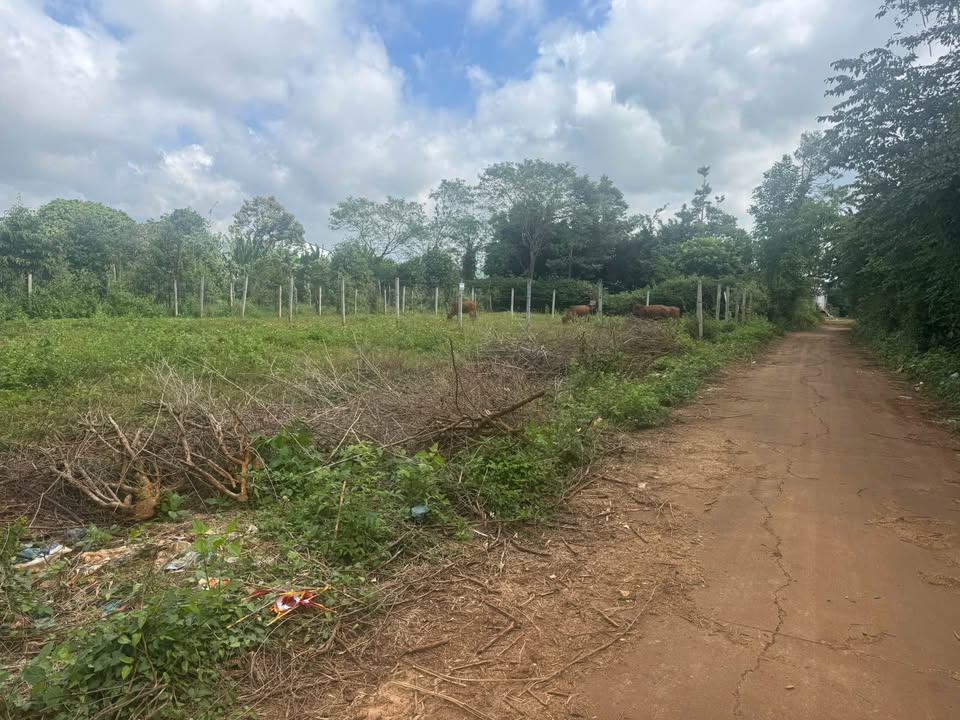 Đất nền 100m² đường Nguyễn Xuân Nguyên, Tân An - Giá chỉ 1.68 tỷ, đầu tư sinh lời!