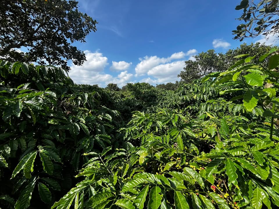 Đất nền Cư Ni, Ea Kar 11.186m² giá 1.513 tỷ - Kinh doanh cafe lý tưởng!