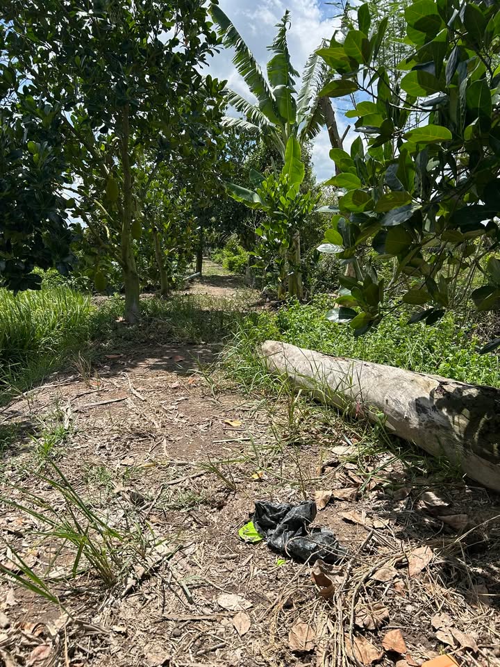 Đất trống 50,000m² tại ấp An Ninh, Cái Bè - Giá chỉ 600 triệu, cho thuê lâu dài!