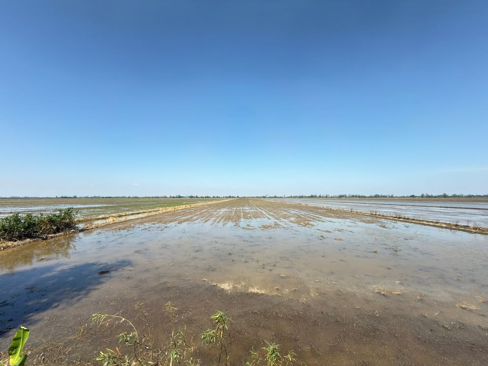 Đất nông nghiệp Vĩnh Phú, Thoại Sơn 46 công giá 7.82 tỷ - Tiềm năng sinh lời cao!