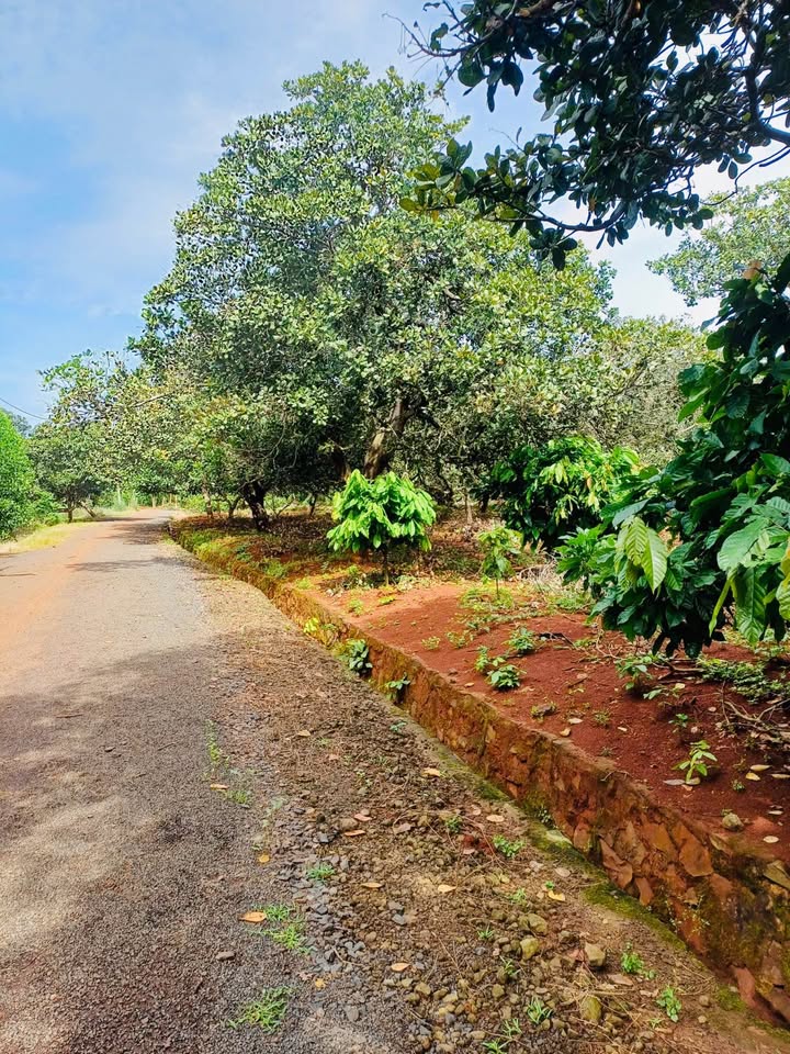 Đất nền đẹp Bàu Lâm Xuyên Mộc 1000m² giá 700 triệu - Sổ hồng chính chủ!