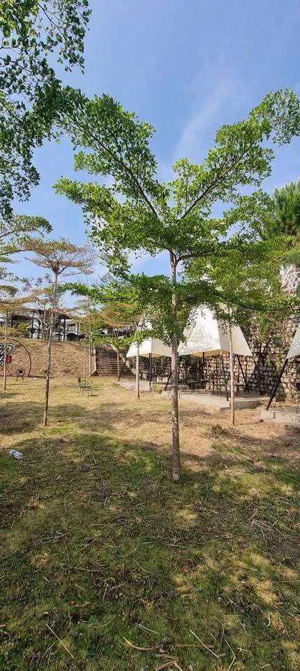 Nhà nguyên căn cho thuê tại Đường Cam Ly, Đà Lạt 300m² - Không gian thoáng mát, view đẹp!