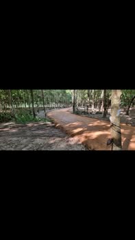 Đất cao su 1250m² Phước Thành, Phú Giáo - Giá 3.1 tỷ, đầu tư sinh lời!