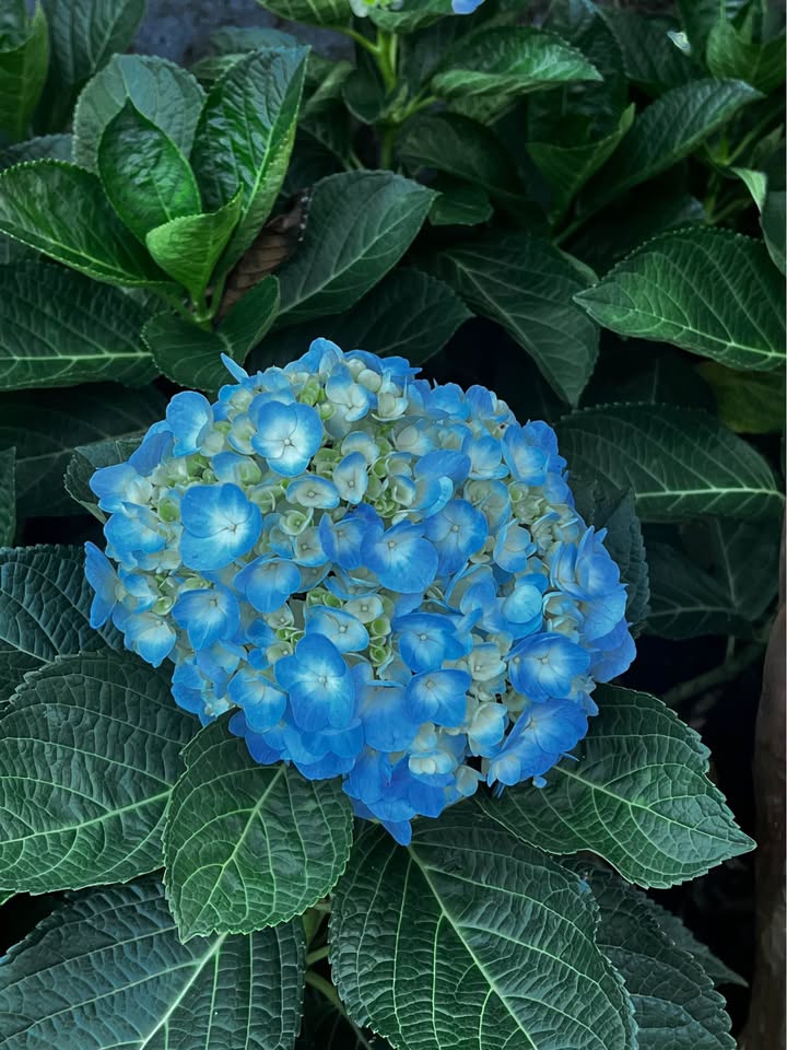 Đất nền hẻm Nguyễn Khắc Nhu Bảo Lộc 495m² giá 1.1 tỷ - Cơ hội đầu tư tuyệt vời!