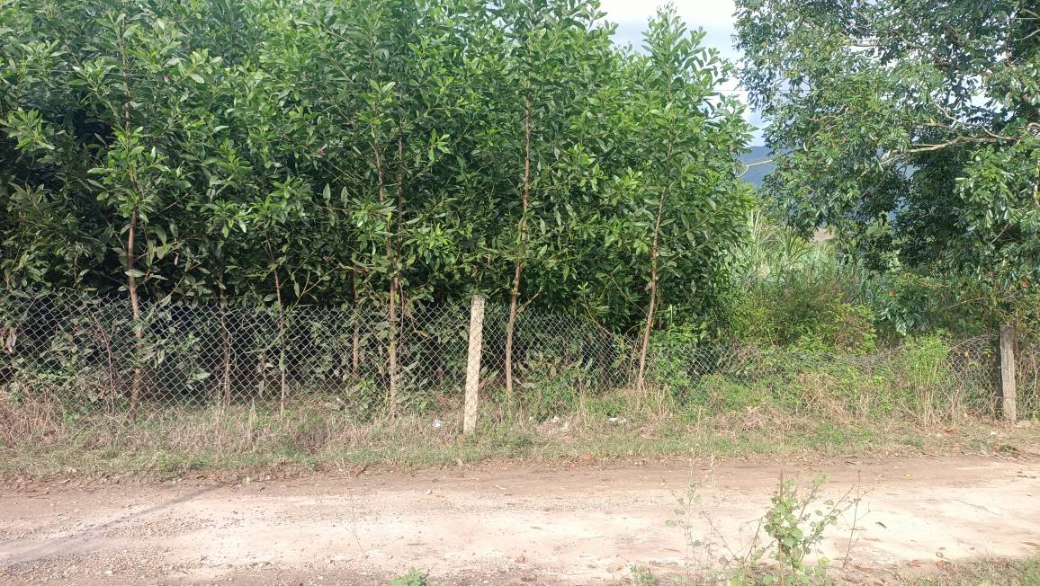 Đất thổ cư 592m² tại Thôn Xuân Nam, Diên Lâm - Bán gấp chỉ 1.2 tỷ!