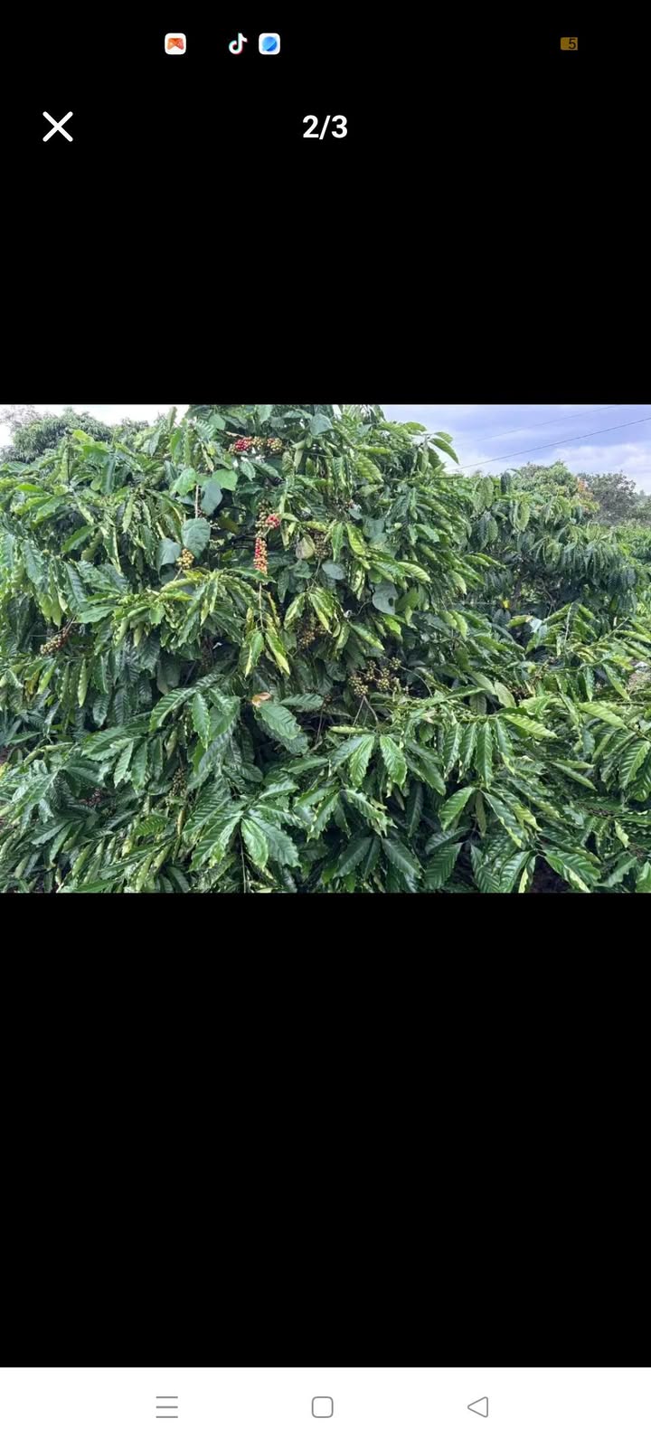 Farm kinh doanh cà phê 11.000m² tại xã Cư Ni, Ea Kar - Sẵn sàng đầu tư!