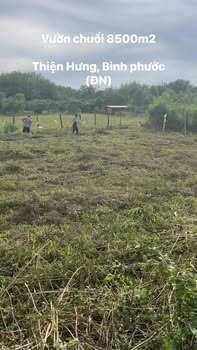 Đất vườn trồng chuối Thiện Hưng 8500m² giá chỉ 700 triệu - Cơ hội đầu tư hấp dẫn!