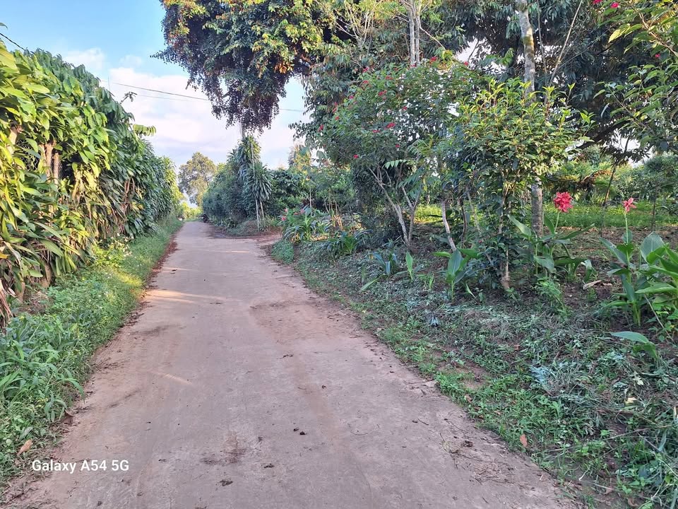 Đất thổ cư Hòa Ninh 1ha giá 6.5 tỷ - Đường bê tông ô tô vào tận nơi!