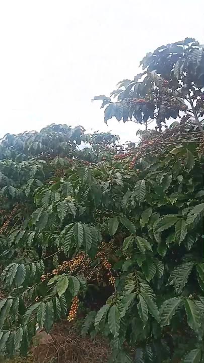 Đất nền Lộc Đức Bảo Lâm 25,200m² giá 3.3 tỷ - Sổ đỏ chính chủ, ô tô vào tận nơi!