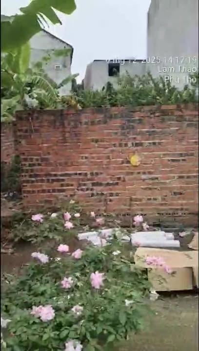 Đất nền Cao Xá, Lâm Thao, 145m² giá 2 tỷ - Khu dân cư đông đúc!