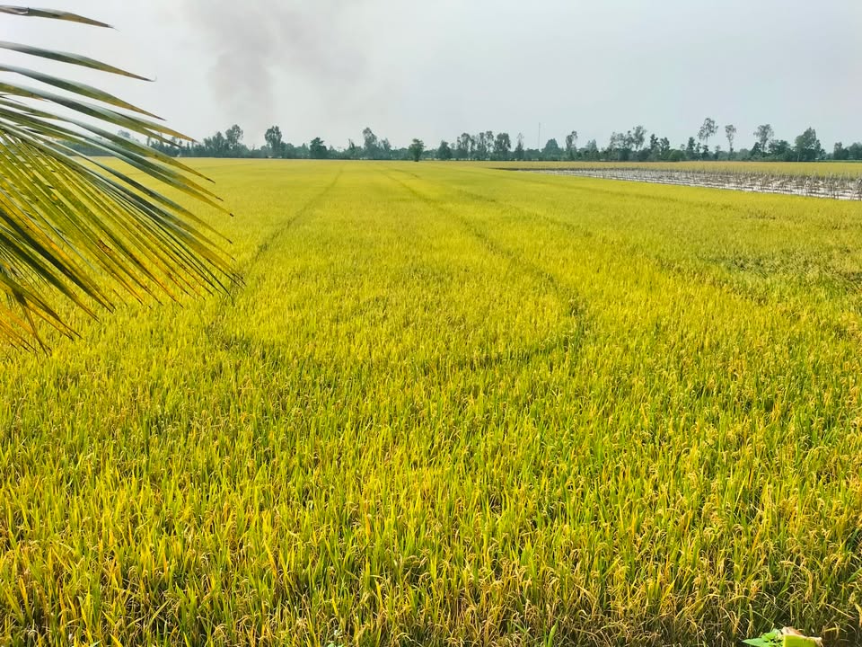 Đất ruộng 18.104m² mặt tiền đường nước tại Vĩnh Chánh - Giá chỉ 100 triệu!