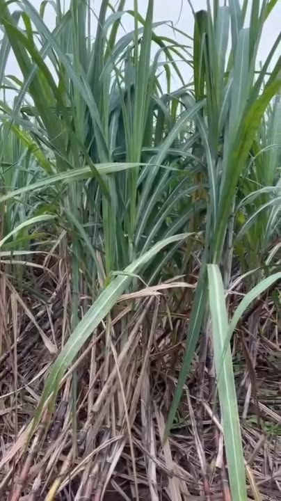 Đất nông nghiệp 1,3ha tại Nghĩa Yên - Giá mềm, đất đẹp!