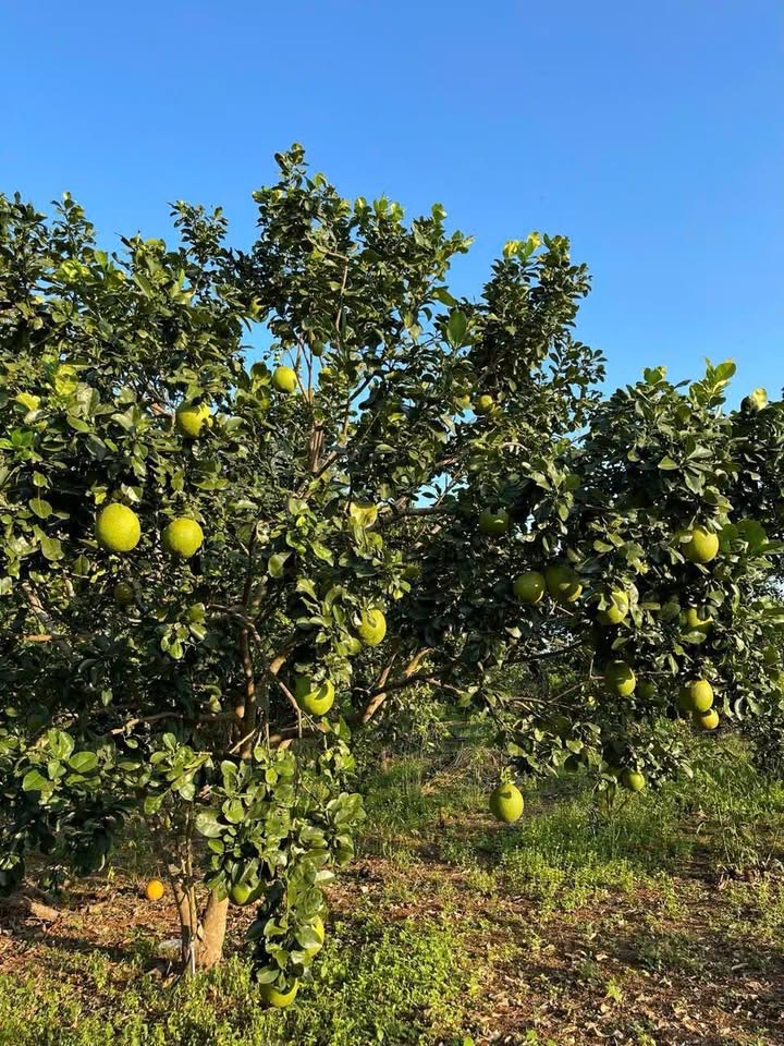 Farm Kim Long, Châu Đức 5100m² giá 4.7 tỷ - View hồ phong thủy đẹp!