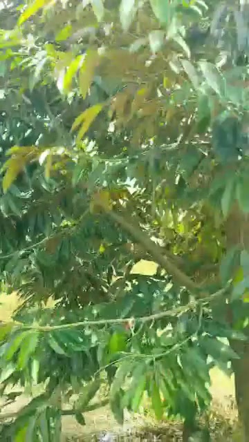 Cho thuê vườn sầu riêng 240 gốc tại Thanh Mỹ, Đồng Tháp - Giá chỉ 240 triệu/năm!