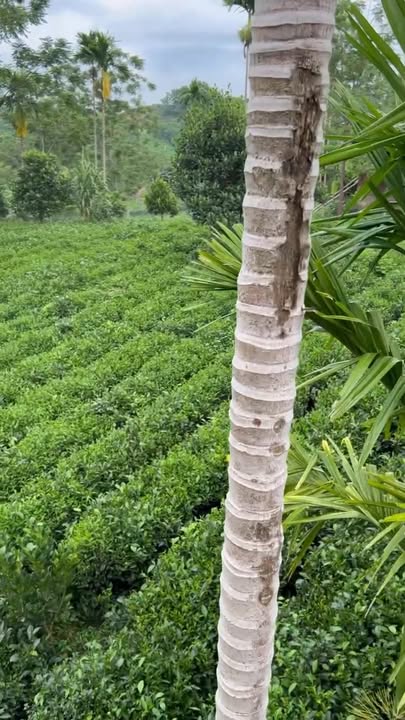 Đất thổ cư xã Suối Hai, Ba Vì 1200m² giá 5 tỷ - Sổ hồng chính chủ!