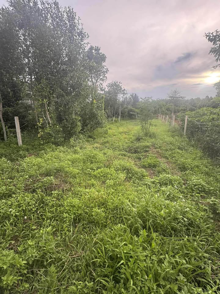 Đất thổ cư Cửa Tùng 288m² giá 400 triệu - Vị trí đắc địa gần biển!