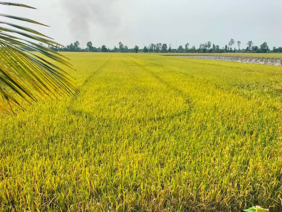 Đất ruộng mặt tiền đường nước Vĩnh Chánh 20.000m² giá chỉ 2 tỷ - Cơ hội đầu tư hấp dẫn!