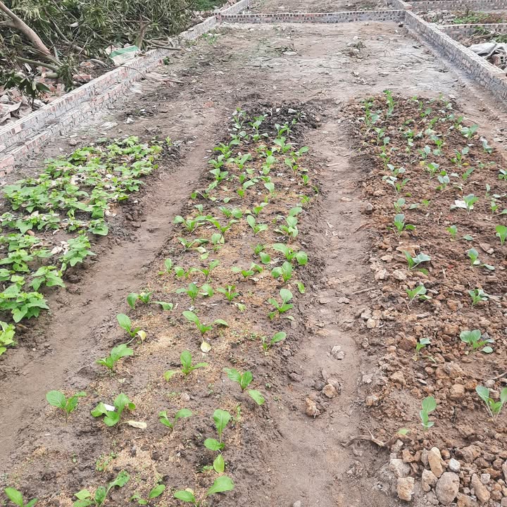 Lô đất Ninh Xá, Thuận Thành 48,4m² giá 1,5 tỷ - Đầu tư sinh lời tiềm năng!