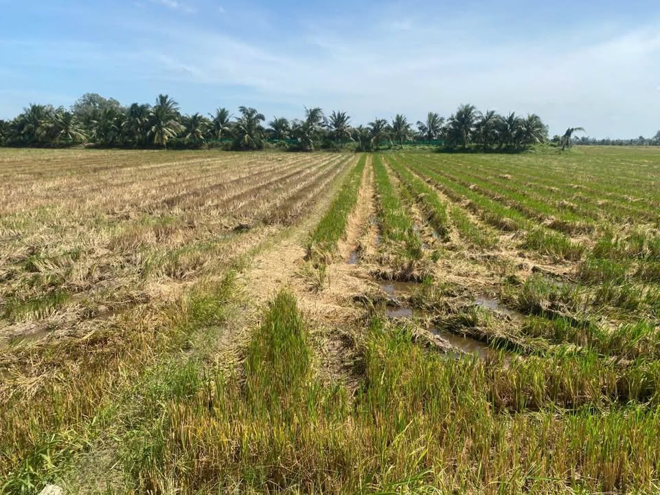 Đất nông nghiệp Hòa Bình Thạnh 6454m² giá 1.36 tỷ - Gần trường học, thương lượng tốt!