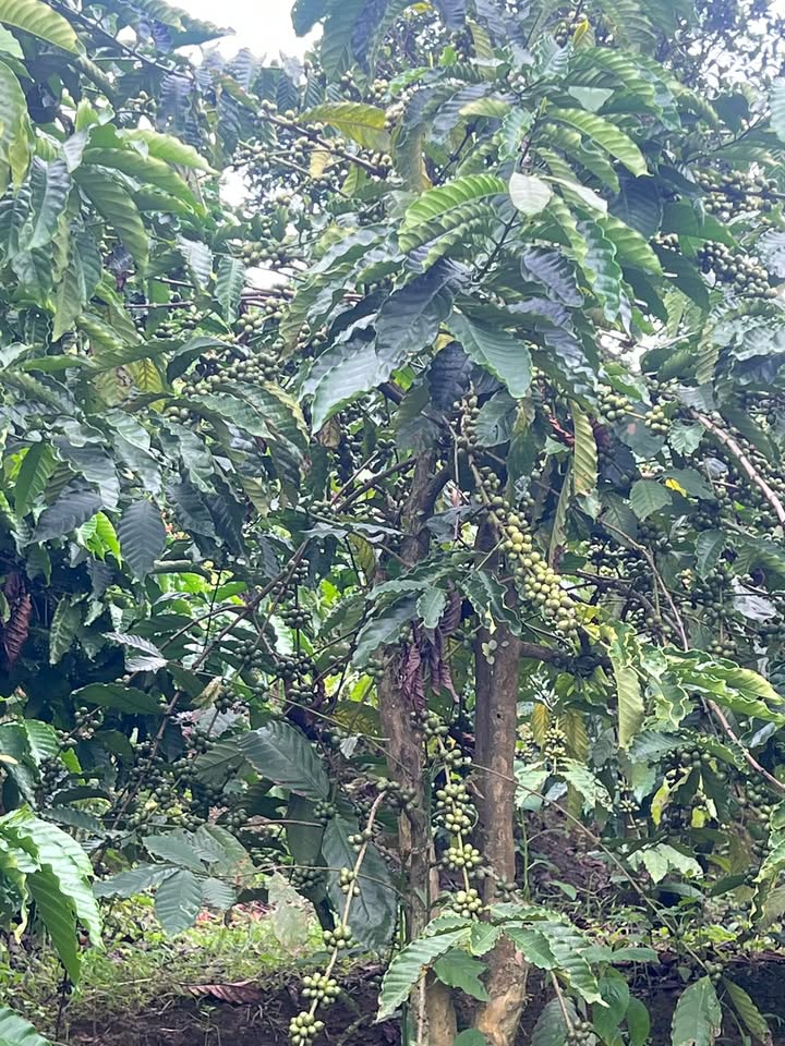 Đất nền 1,4ha mặt đường bê tông tại Rô Men, Đam Rông - Giá 1.95 tỷ thương lượng nhẹ!