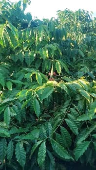 Đất nông nghiệp Dliê Yang, Ea H'leo, 1.23ha giá 2.7 tỷ - Cơ hội đầu tư tuyệt vời!