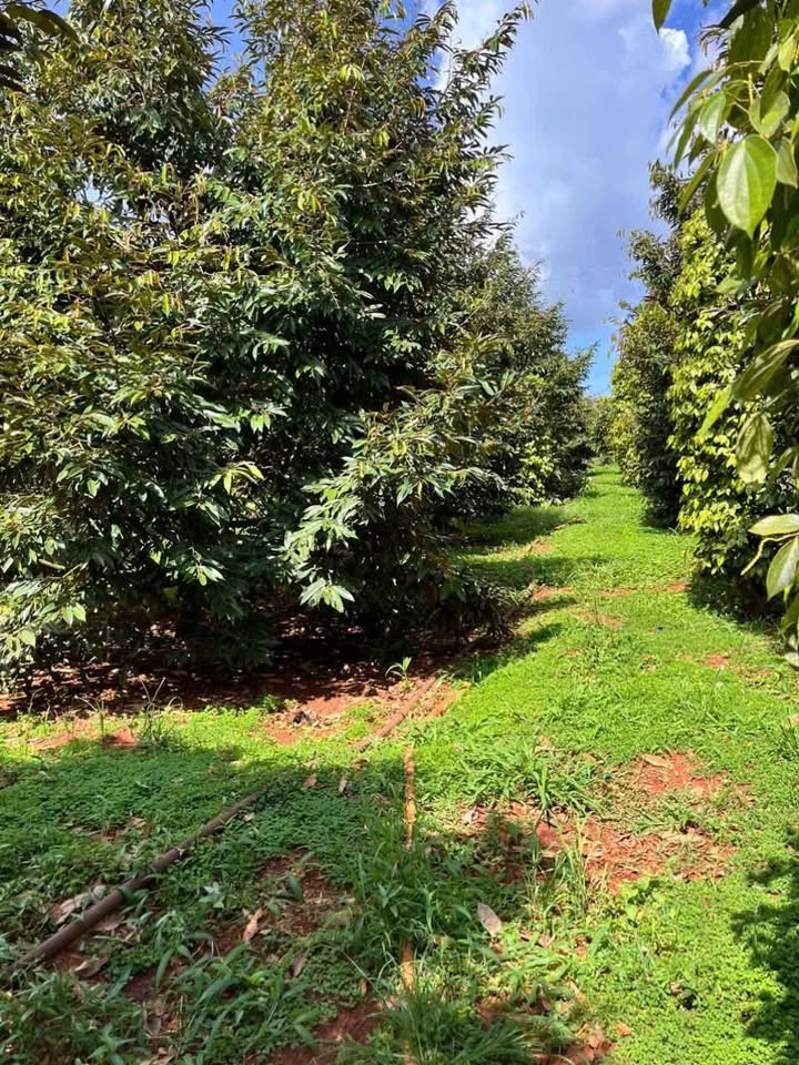 Farm đất Ea Ral 18.000m² giá chỉ 1.8 tỷ - Đầu tư sầu riêng sinh lời cao!