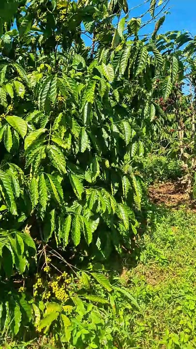 Farm tại Ea Khal, Đắk Lắk 1,2ha giá 1,75 tỷ - Đầu tư sinh lời ngay!