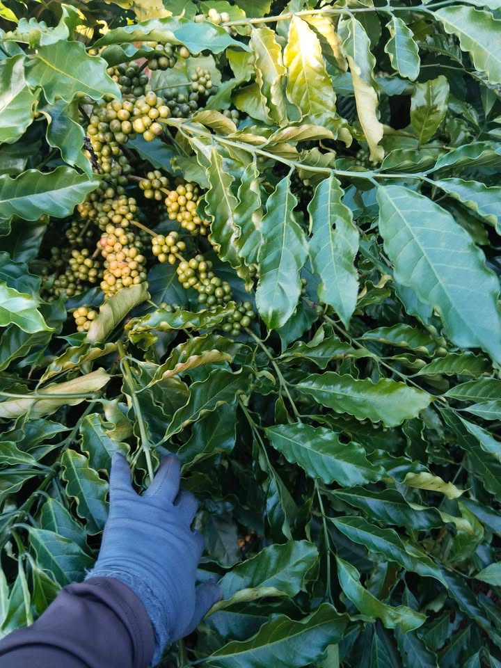 Đất Farm Dliê Yang, Ea H'leo, Đắk Lắk 1.23 ha giá 2.7 tỷ - Đầu tư sinh lời cao!