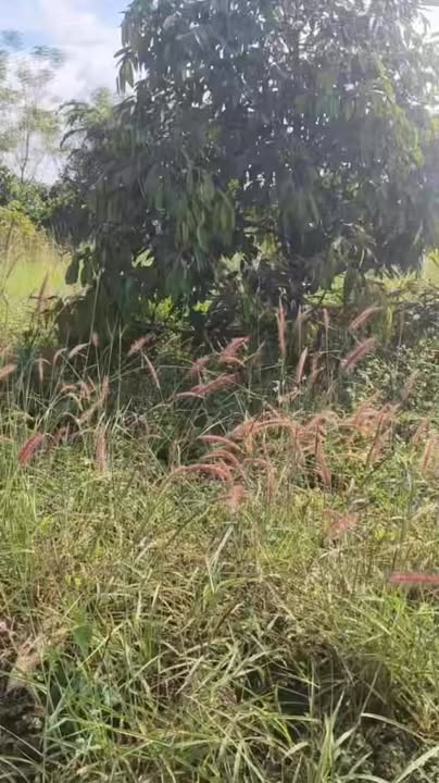 Farm 3,2ha tại xã Ia Din, huyện Đức Cơ, giá 4,5 tỷ - Đầu tư sinh lời với sầu riêng