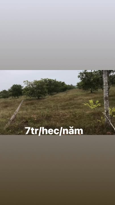 Đất cho thuê 10ha tại xã Ea Rốk, huyện Ea Súp, Đắk Lắk - Thỏa thuận giá tốt!