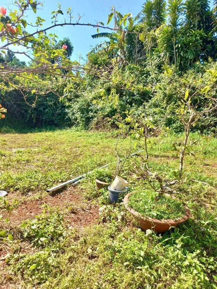 Đất thổ cư hẻm 268 Phan Đình Phùng, Bảo Lộc 125.8m² - Giá chỉ 900 triệu VND!