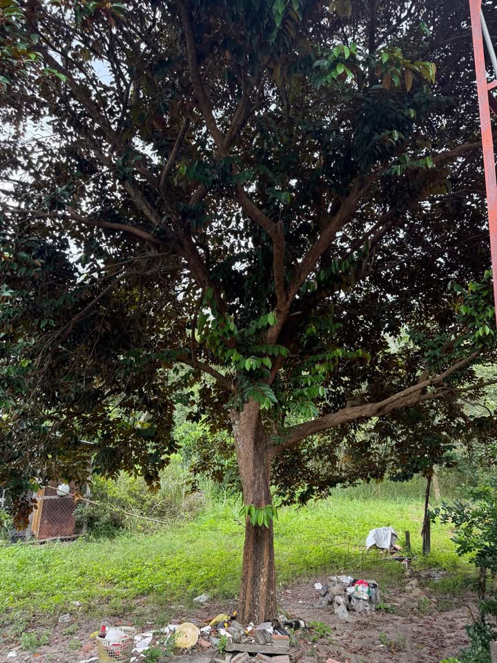 Đất nền Tân Khai Hớn Quản 250m² giá 450 triệu - Vị trí đẹp, đầu tư sinh lời!