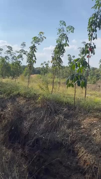 Farm 4ha tại thôn 7, Bình Thắng, Bù Gia Mập - Giá 4.4 tỷ, đầu tư tiềm năng!