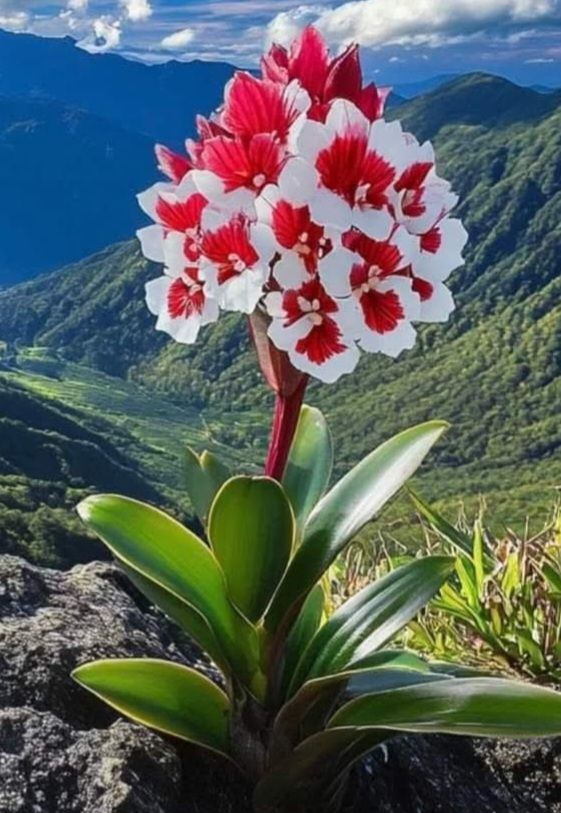 Đất thổ cư Nam Chính, Đức Linh 558m² giá 690 triệu - An cư lạc nghiệp!