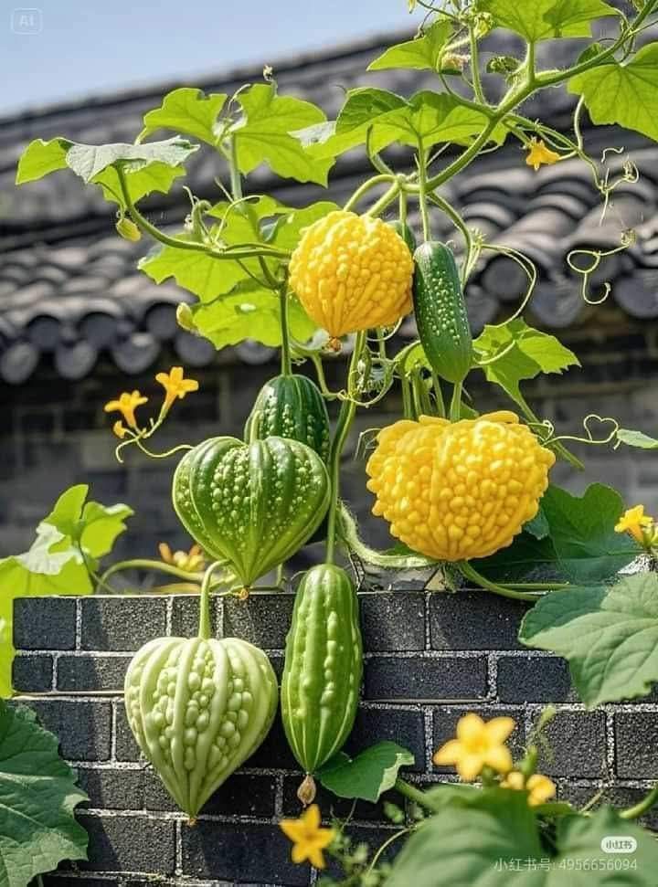 Đất thổ cư Đức Tài 15m² giá 750 triệu - Sổ đỏ chính chủ, vị trí thuận lợi!