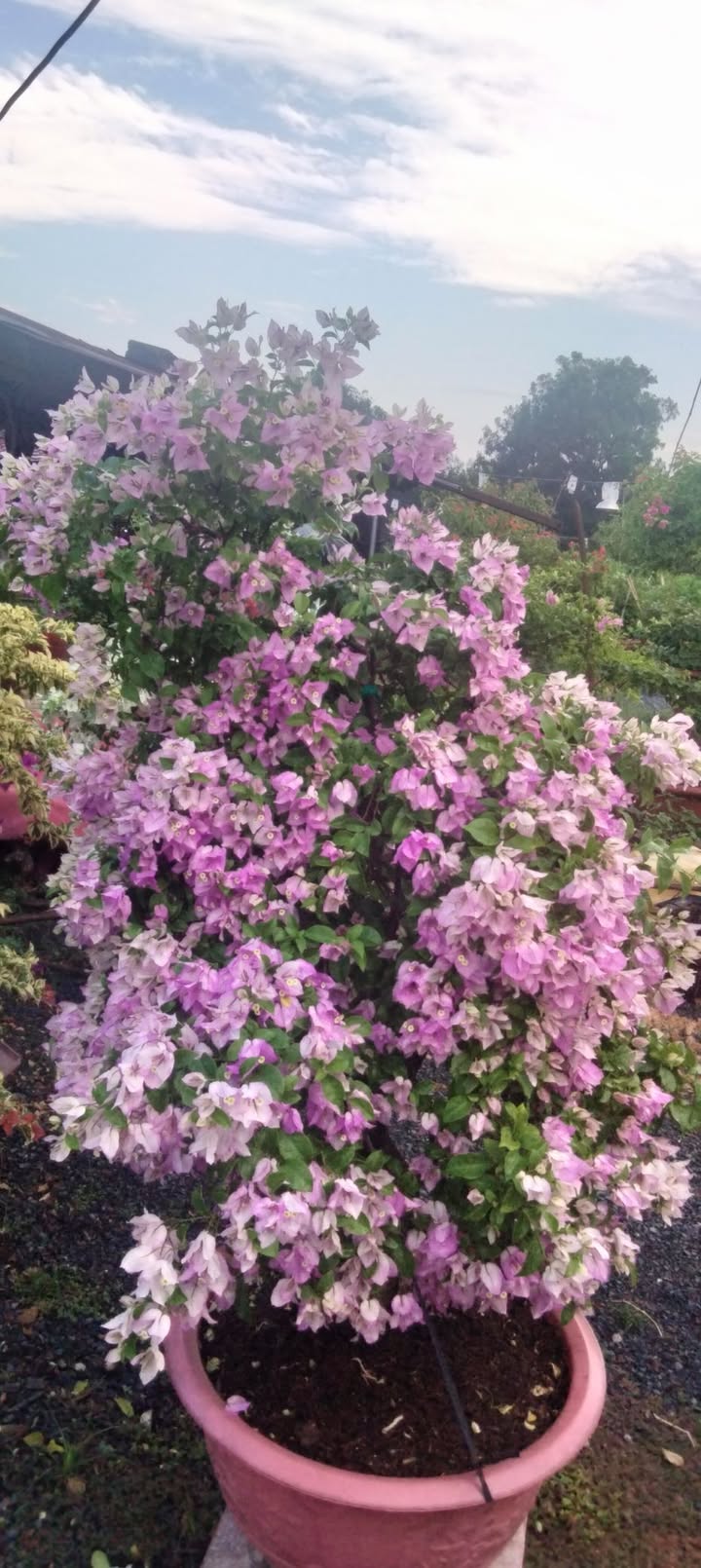 Nhà cấp 4 Thạnh Phú Vĩnh Cửu 98m² giá 1.6 tỷ - Sổ đỏ chính chủ!