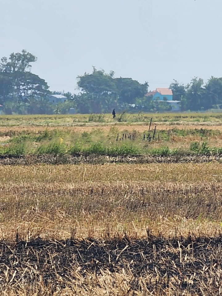 Đất nông nghiệp 8712m² tại Long Sơn, An Giang - Đầu tư sinh lời ngay lập tức!